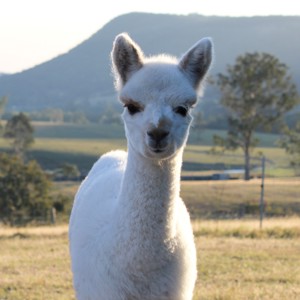 Ross and Janice Brewer